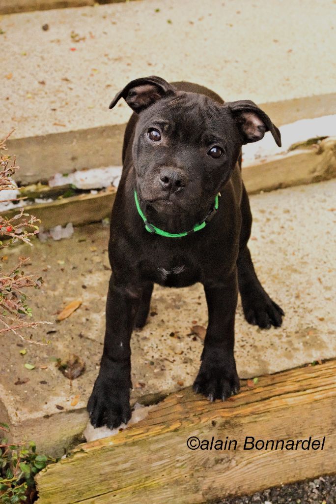 Of Dark Lands - Chiot disponible  - Staffordshire Bull Terrier