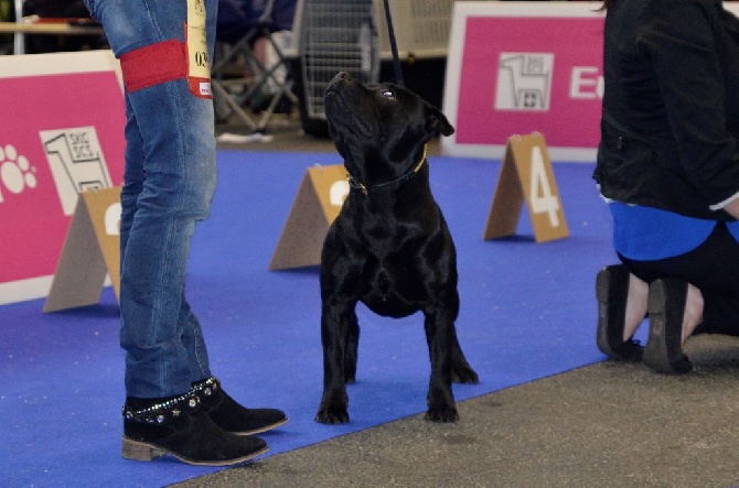 Of Dark Lands - International dog show Genève 16/11/2014