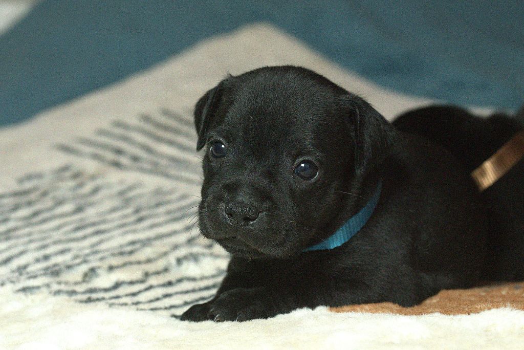 Of Dark Lands - Chiot disponible  - Staffordshire Bull Terrier