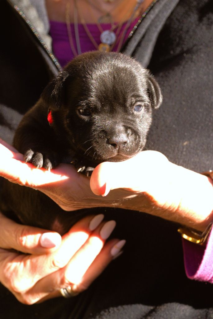 Of Dark Lands - Chiot disponible  - Staffordshire Bull Terrier