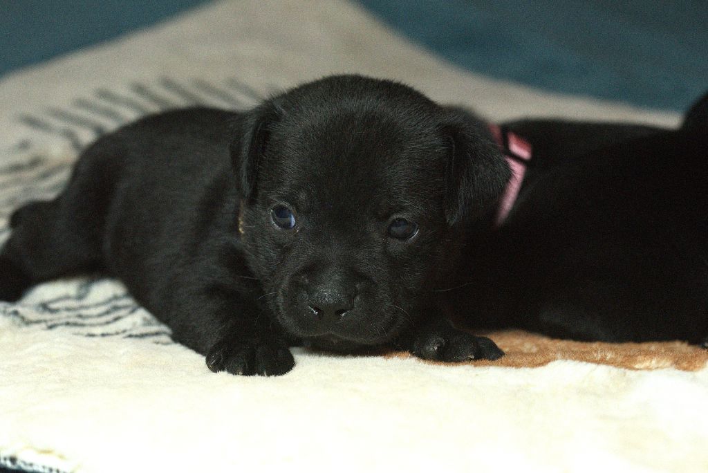 Of Dark Lands - Chiot disponible  - Staffordshire Bull Terrier