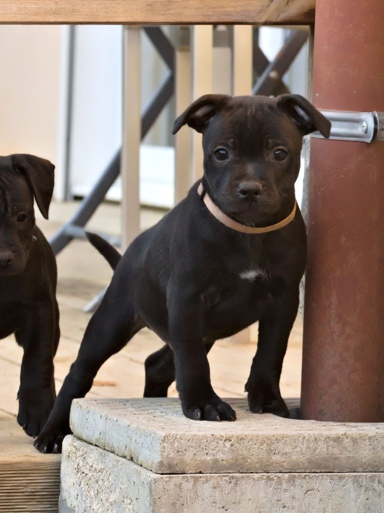 Of Dark Lands - Chiot disponible  - Staffordshire Bull Terrier