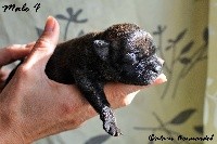 CHIOT Male 4