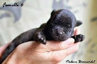 CHIOT Femelle 6