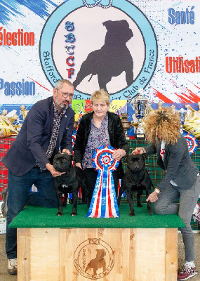 Of Dark Lands - Staffordshire Bull Terrier - Portée née le 14/11/2024