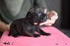 CHIOT Male 4