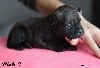 CHIOT Male 4