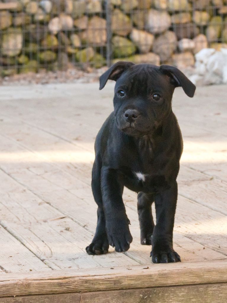 Of Dark Lands - Chiot disponible  - Staffordshire Bull Terrier