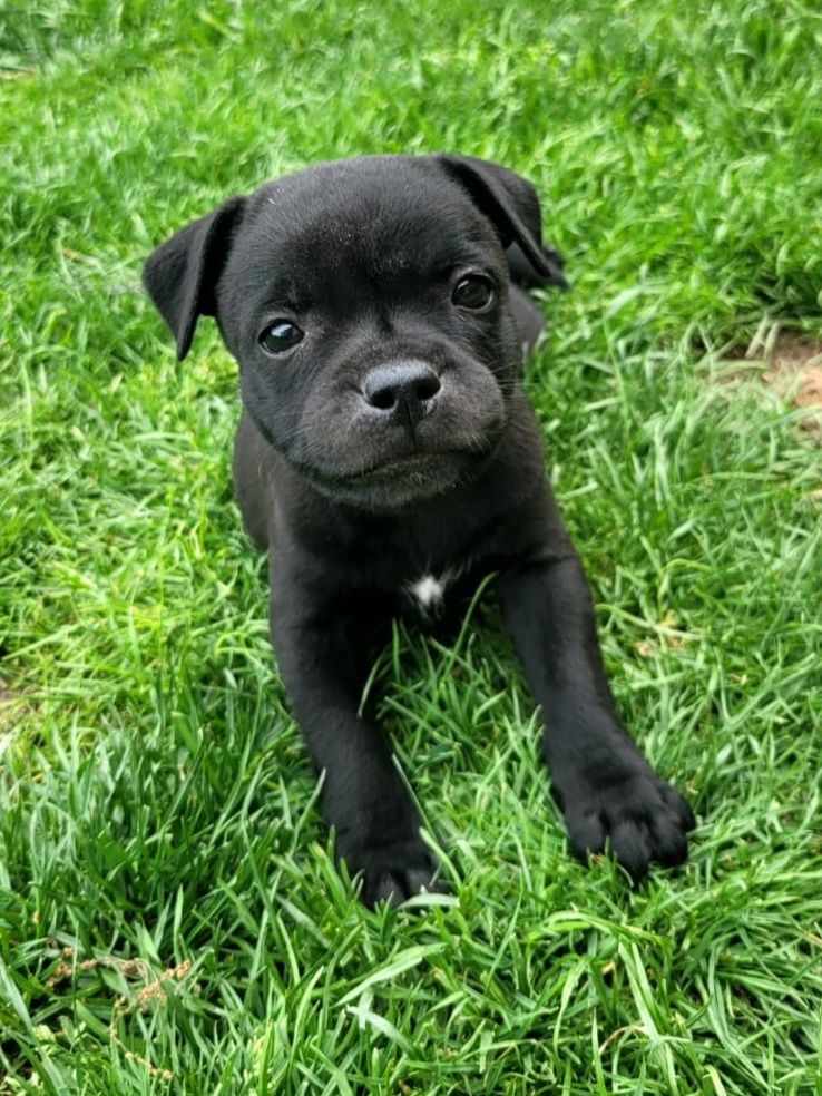 Of Dark Lands - Chiots disponibles - Staffordshire Bull Terrier