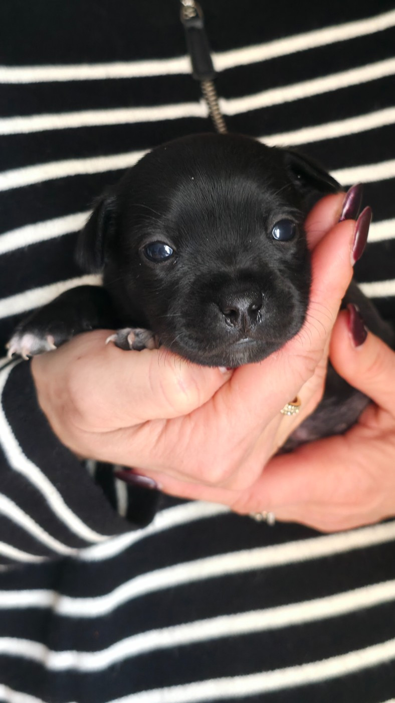 Of Dark Lands - Chiots disponibles - Staffordshire Bull Terrier