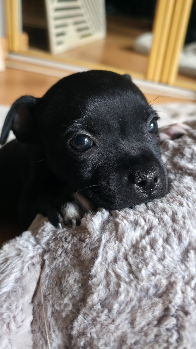 Of Dark Lands - Chiots disponibles - Staffordshire Bull Terrier