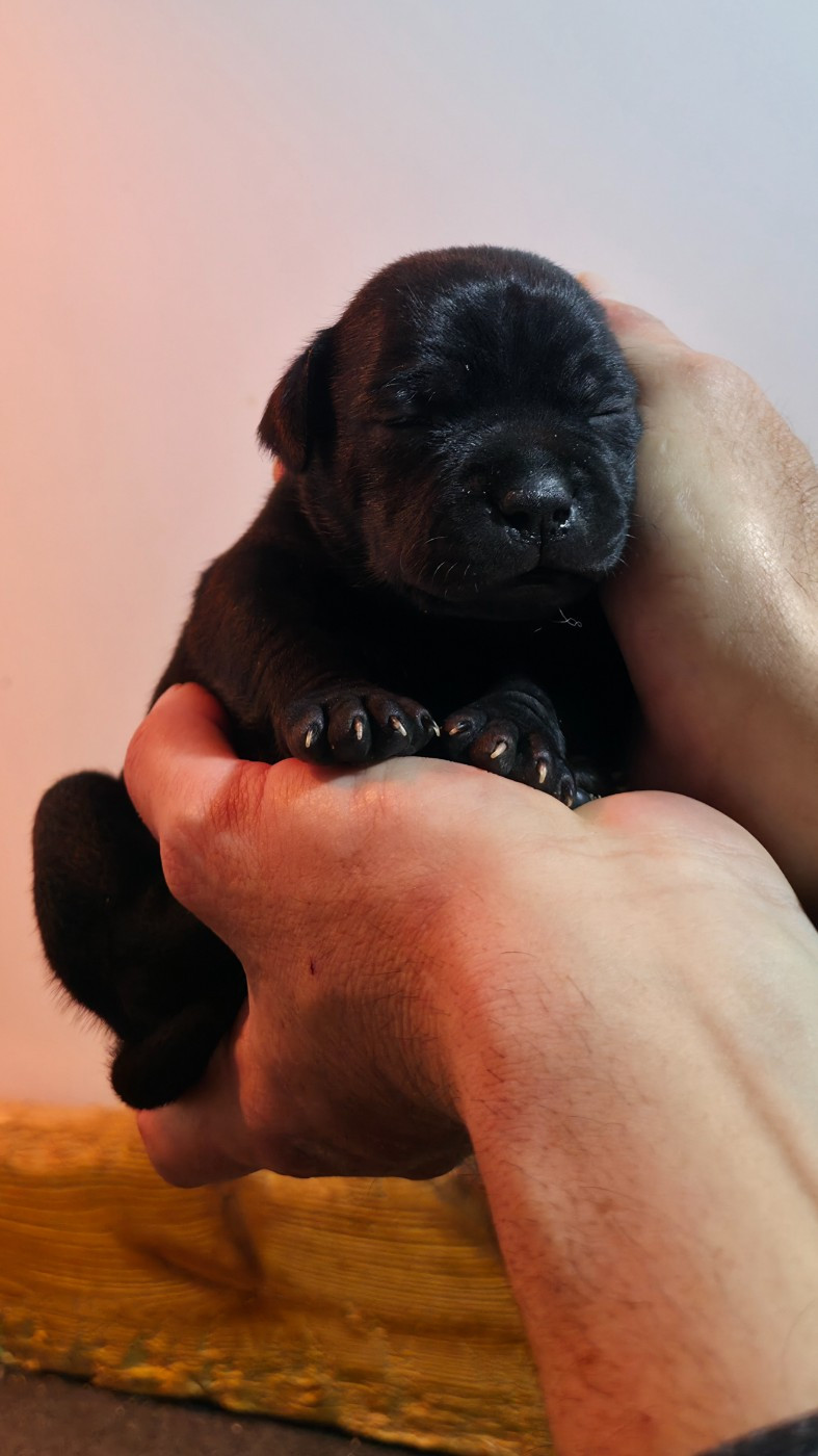 Of Dark Lands - Chiots disponibles - Staffordshire Bull Terrier