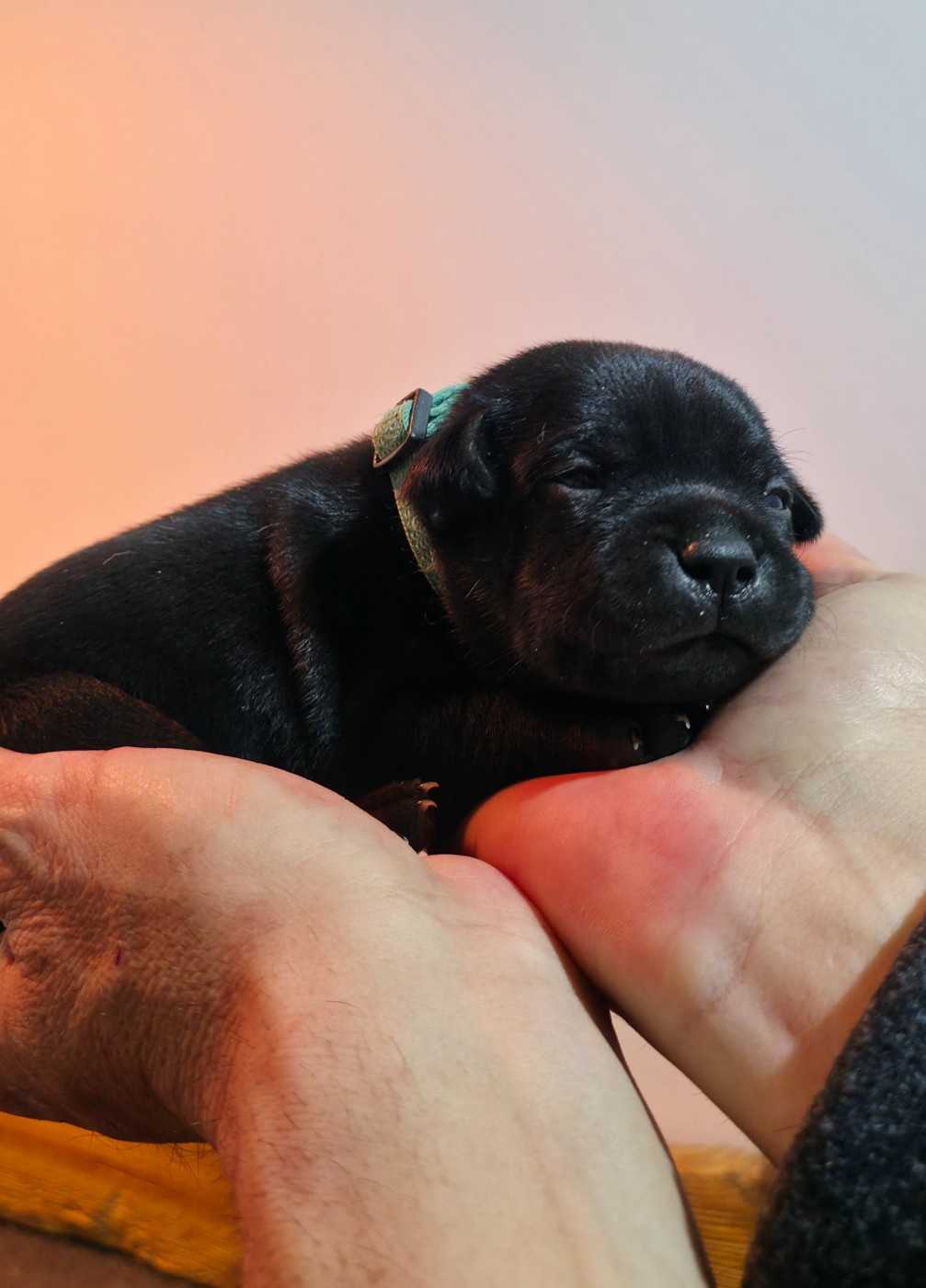 Of Dark Lands - Chiots disponibles - Staffordshire Bull Terrier