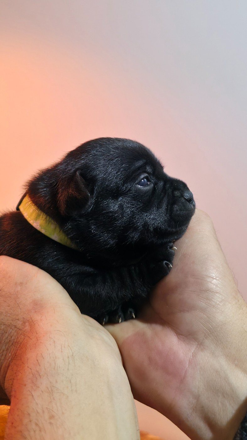 Of Dark Lands - Chiots disponibles - Staffordshire Bull Terrier