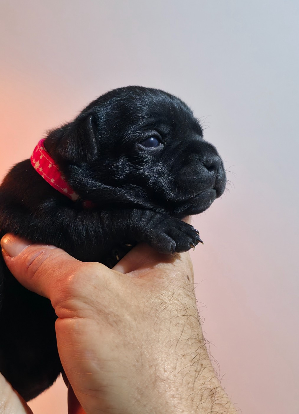 Of Dark Lands - Chiots disponibles - Staffordshire Bull Terrier