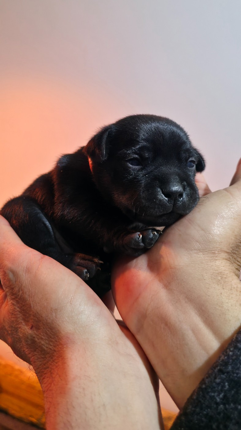 Of Dark Lands - Chiots disponibles - Staffordshire Bull Terrier