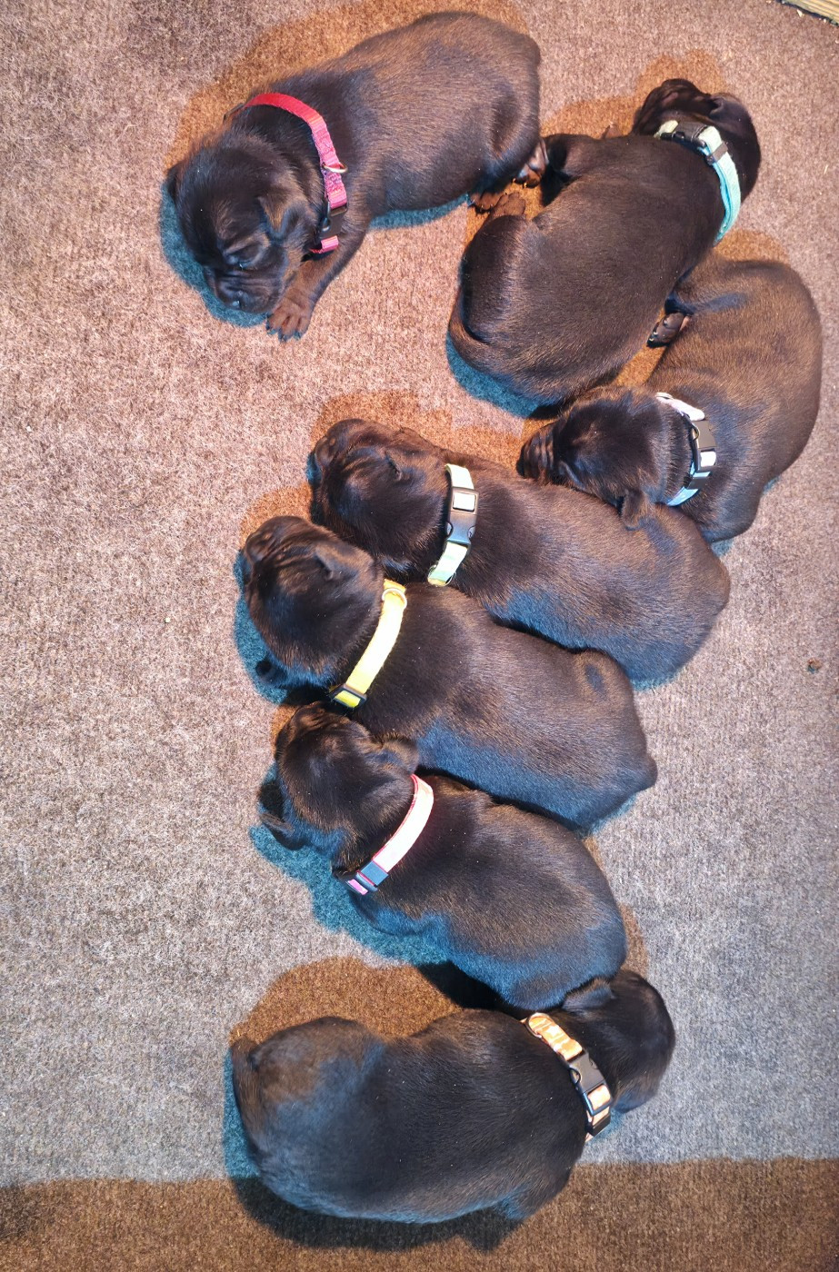 Chiot Staffordshire Bull Terrier Of Dark Lands