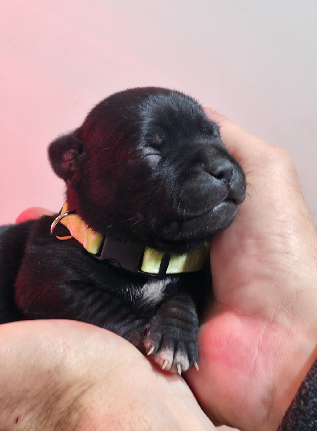 Of Dark Lands - Chiots disponibles - Staffordshire Bull Terrier