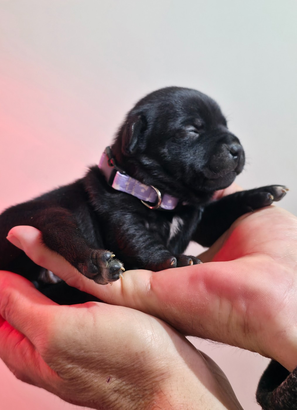 Of Dark Lands - Chiots disponibles - Staffordshire Bull Terrier