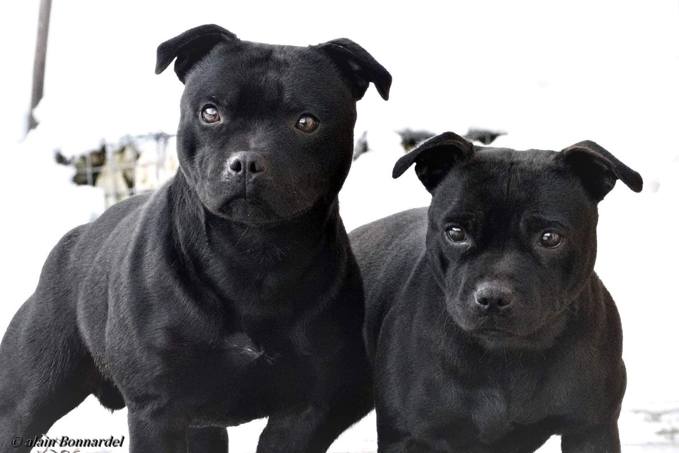 Chiot Staffordshire Bull Terrier Of Dark Lands