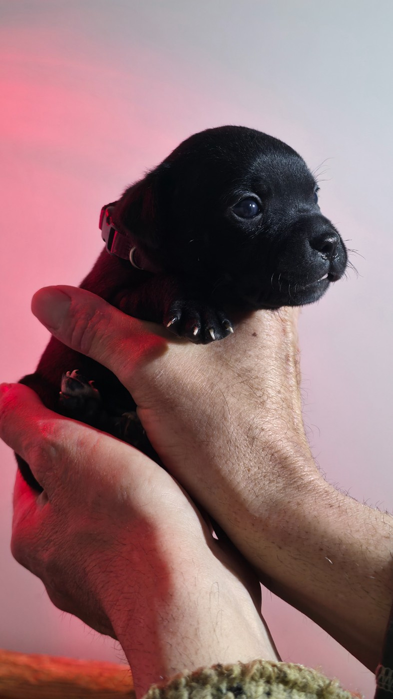 Of Dark Lands - Chiots disponibles - Staffordshire Bull Terrier