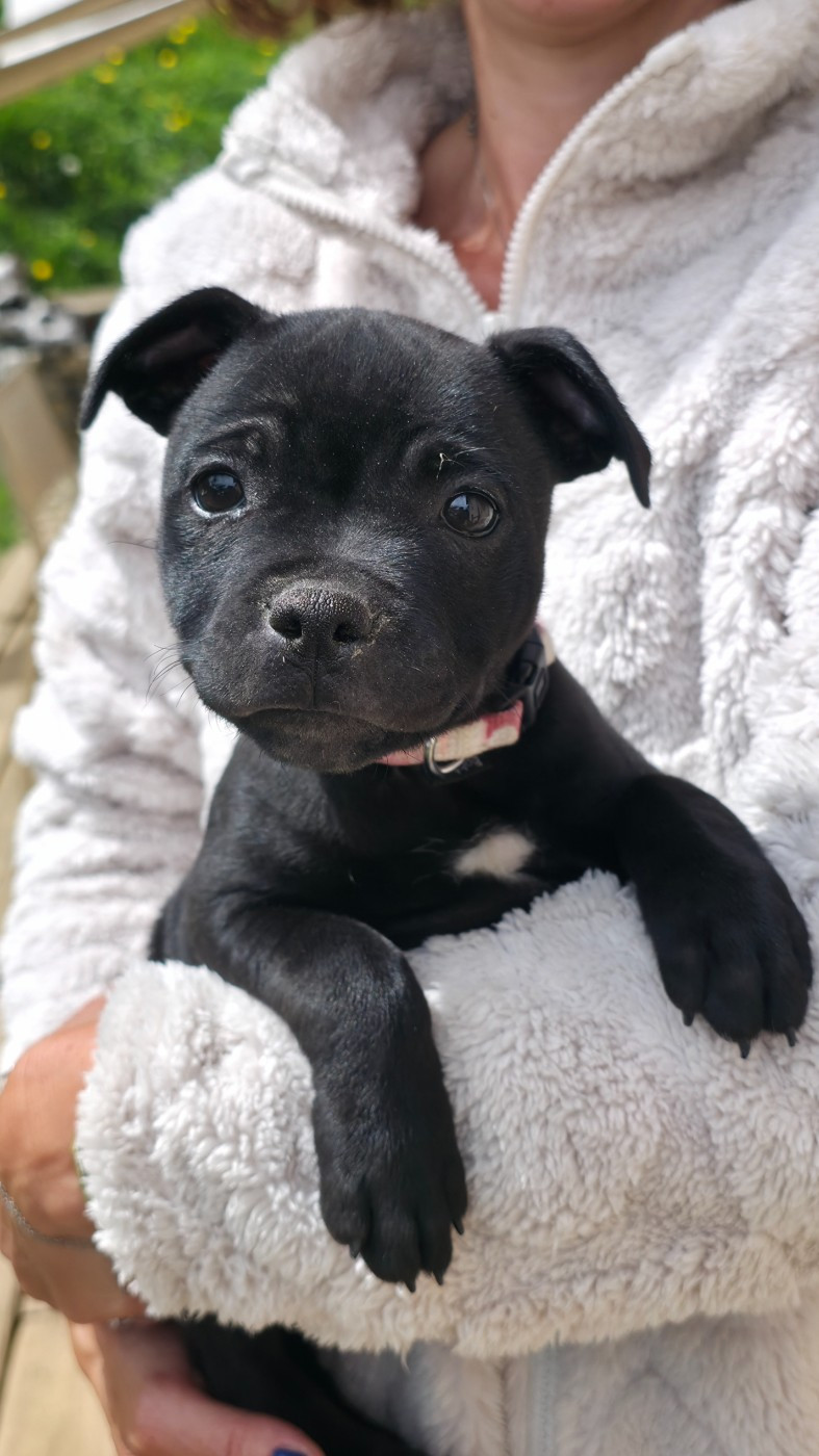 Of Dark Lands - Chiots disponibles - Staffordshire Bull Terrier