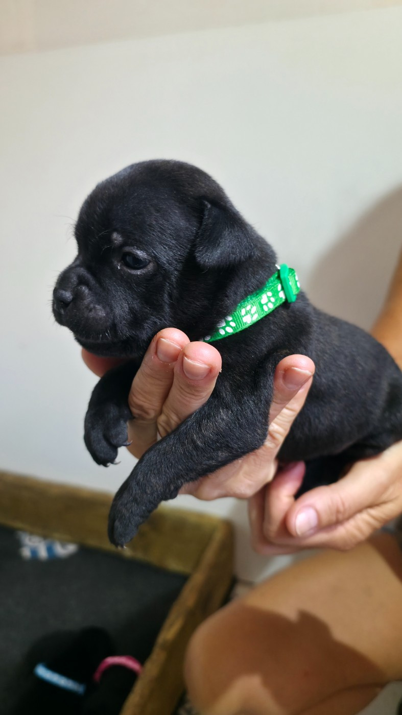 Of Dark Lands - Chiots disponibles - Staffordshire Bull Terrier