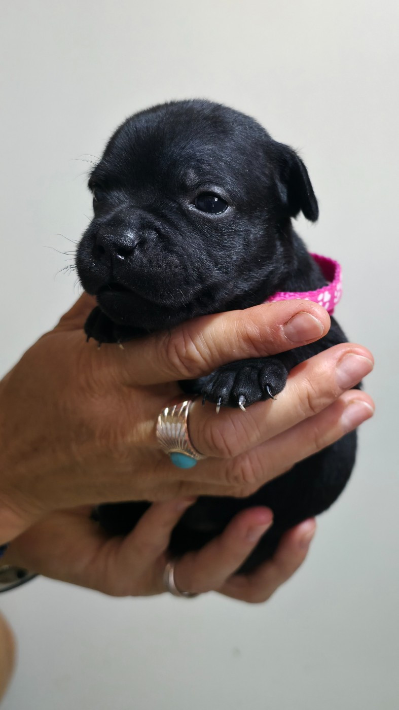 Of Dark Lands - Chiots disponibles - Staffordshire Bull Terrier