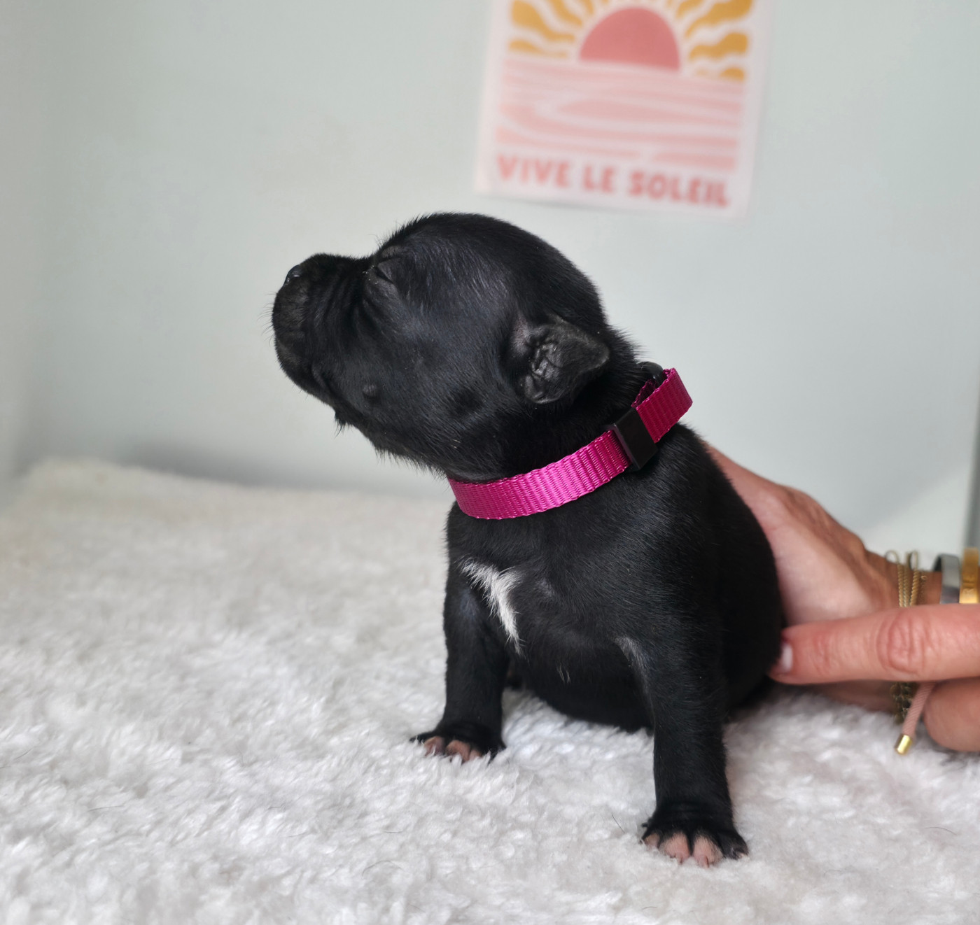 Of Dark Lands - Chiots disponibles - Staffordshire Bull Terrier