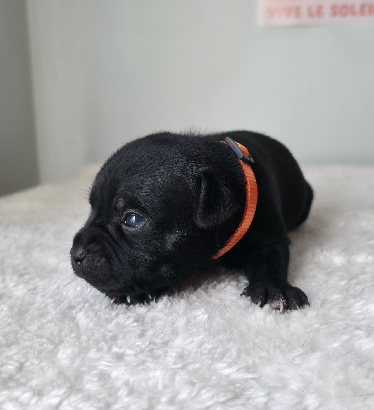 Of Dark Lands - Chiots disponibles - Staffordshire Bull Terrier