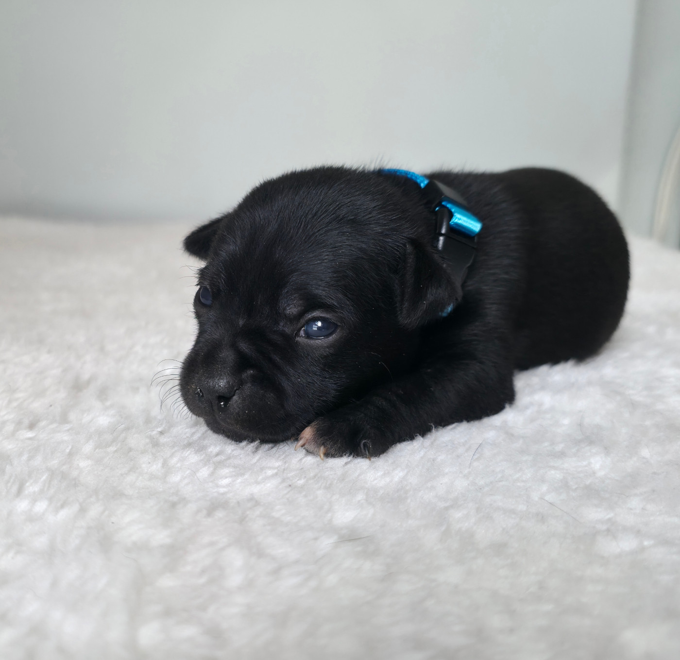 Of Dark Lands - Chiots disponibles - Staffordshire Bull Terrier