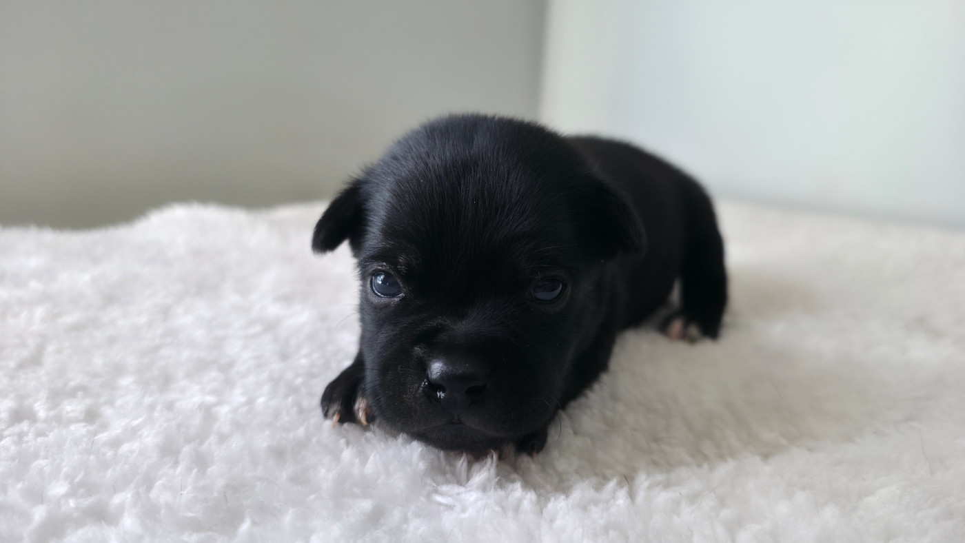 Of Dark Lands - Chiots disponibles - Staffordshire Bull Terrier