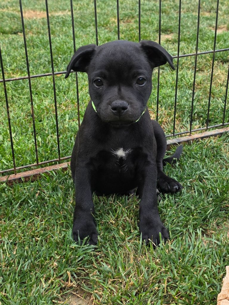 Of Dark Lands - Chiots disponibles - Staffordshire Bull Terrier