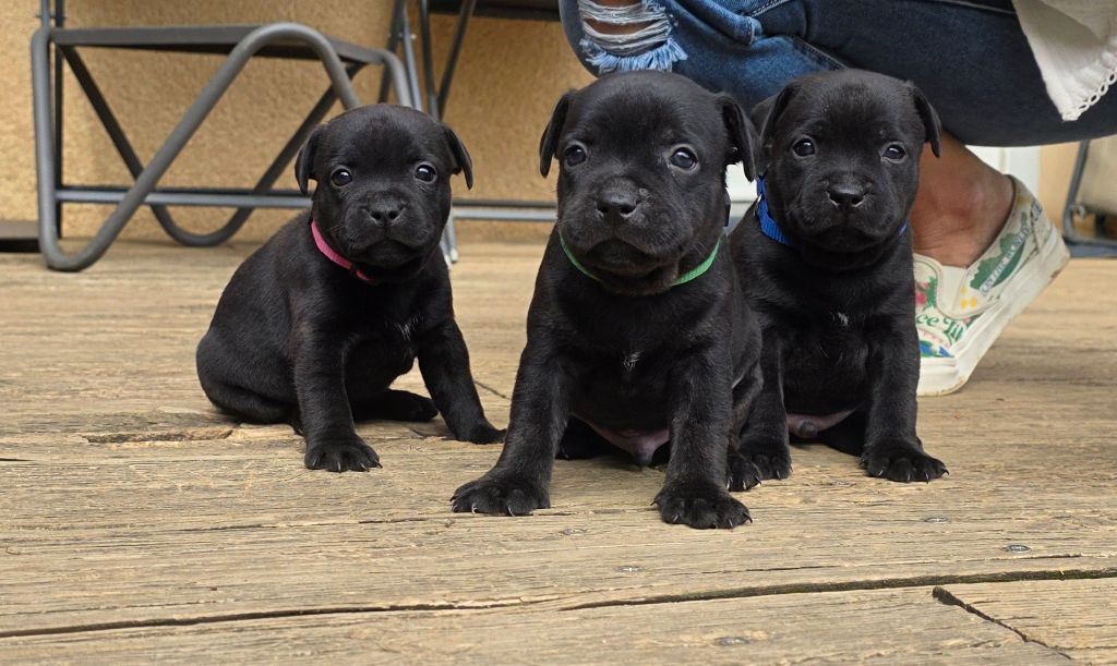 Of Dark Lands - Staffordshire Bull Terrier - Portée née le 30/08/2025