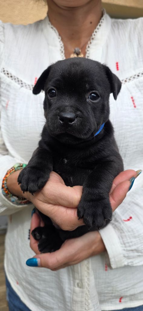 Of Dark Lands - Chiots disponibles - Staffordshire Bull Terrier