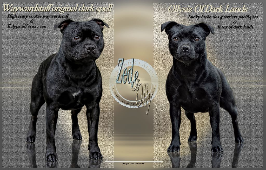Of Dark Lands - Staffordshire Bull Terrier - Portée née le 05/07/2020