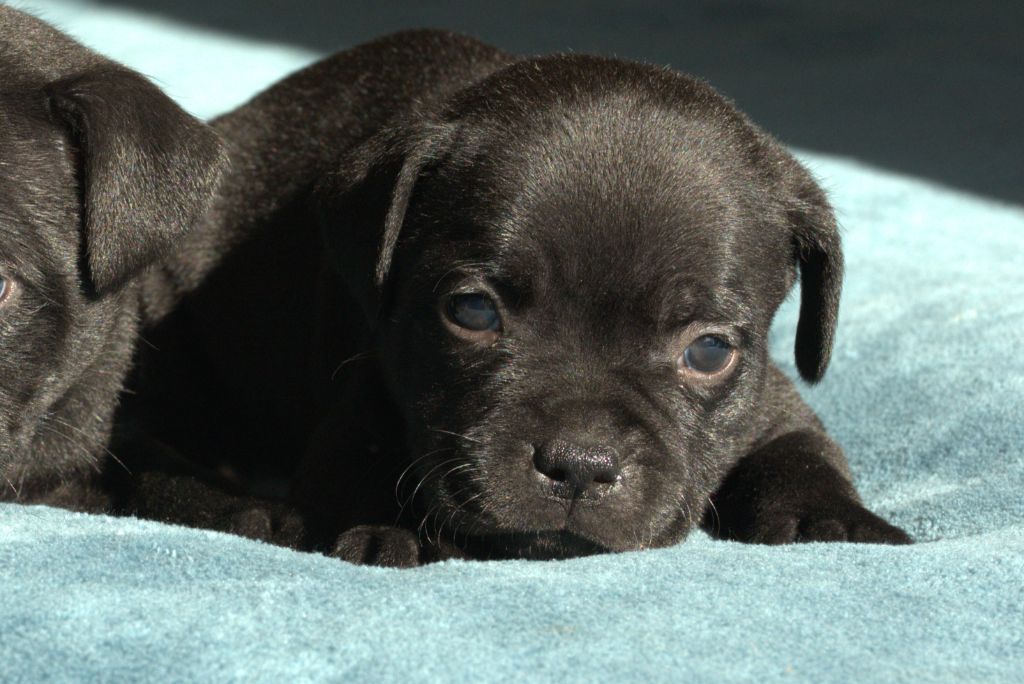 Of Dark Lands - Chiots disponibles - Staffordshire Bull Terrier