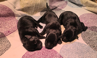 CHIOT 3