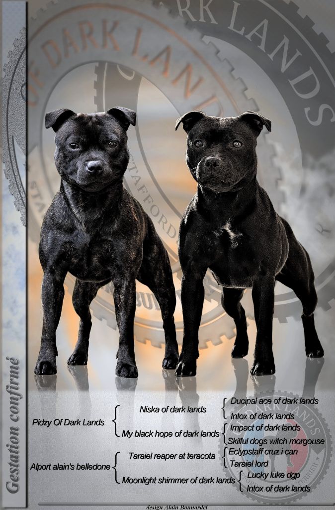 Of Dark Lands - Staffordshire Bull Terrier - Portée née le 06/07/2021