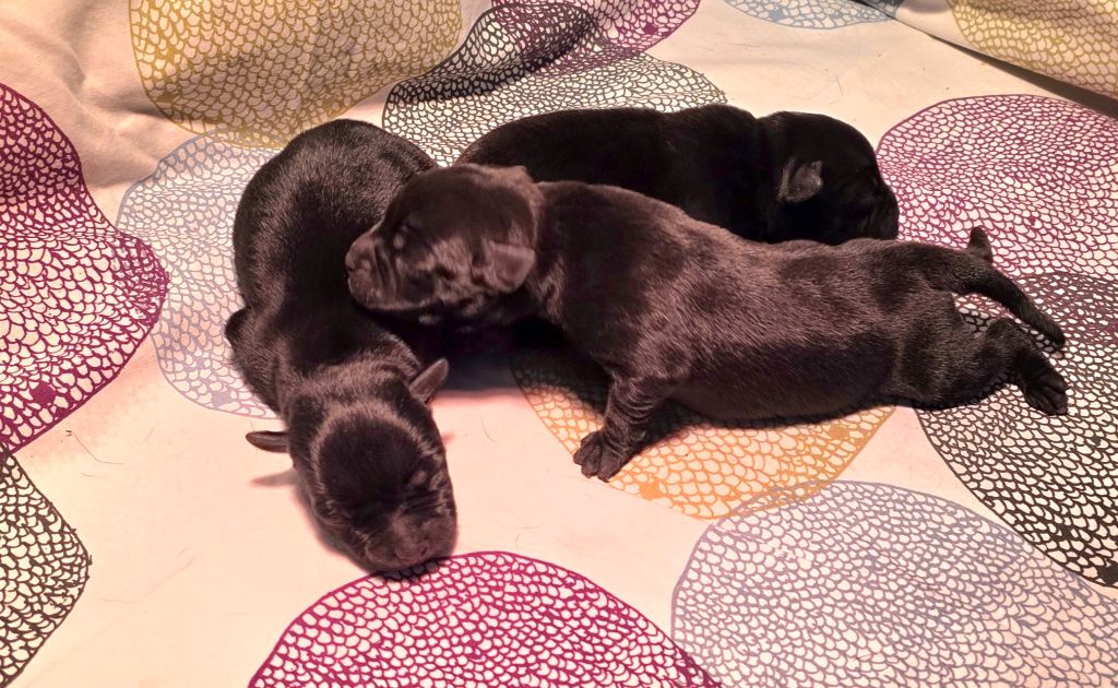 Of Dark Lands - Chiots disponibles - Staffordshire Bull Terrier