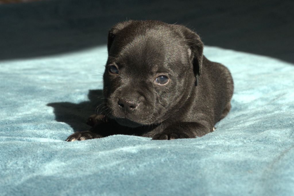 Of Dark Lands - Chiots disponibles - Staffordshire Bull Terrier