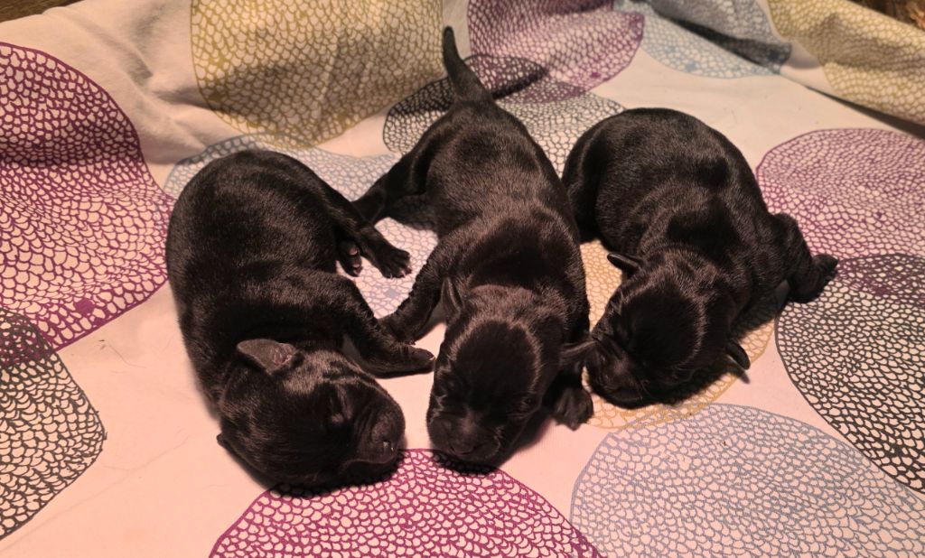 Of Dark Lands - Chiots disponibles - Staffordshire Bull Terrier